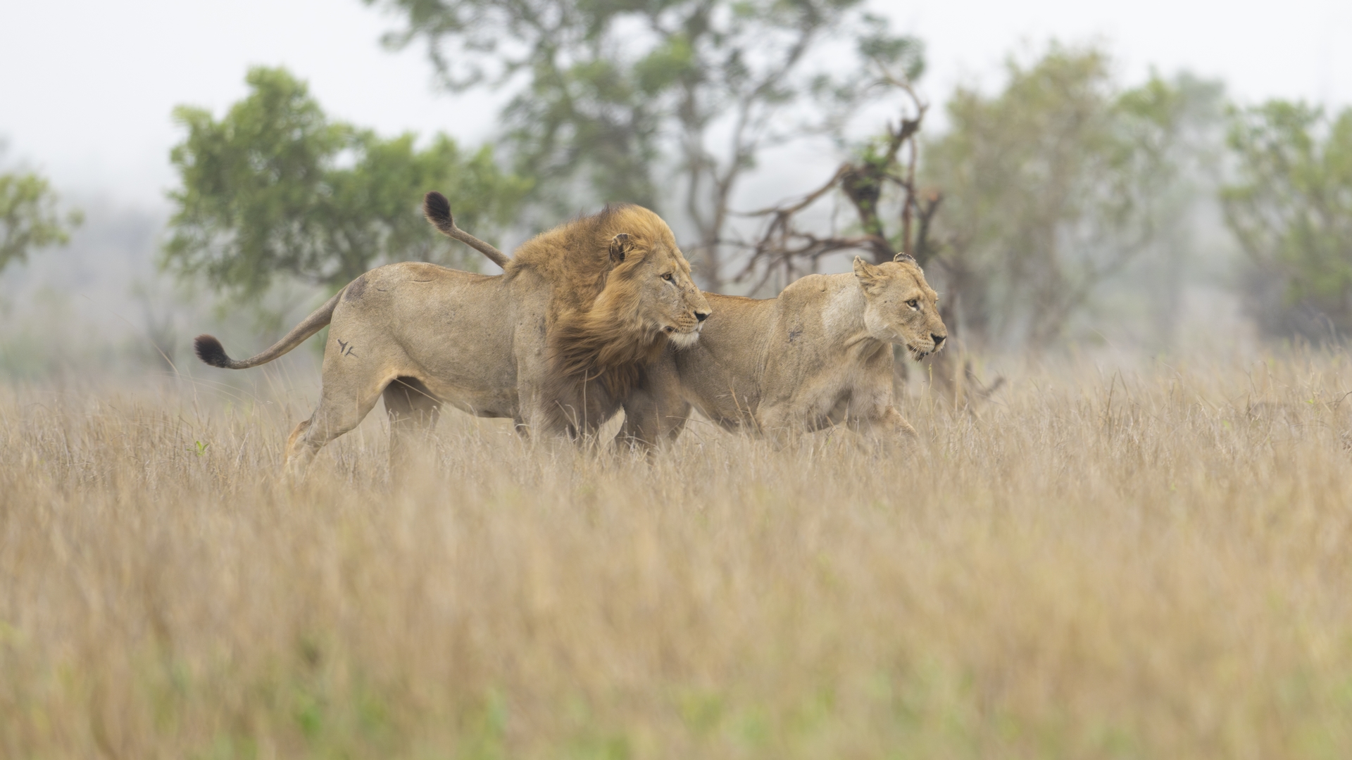 Kruger25 2025 11 02 09 36 57 ILCE 1M2 4103